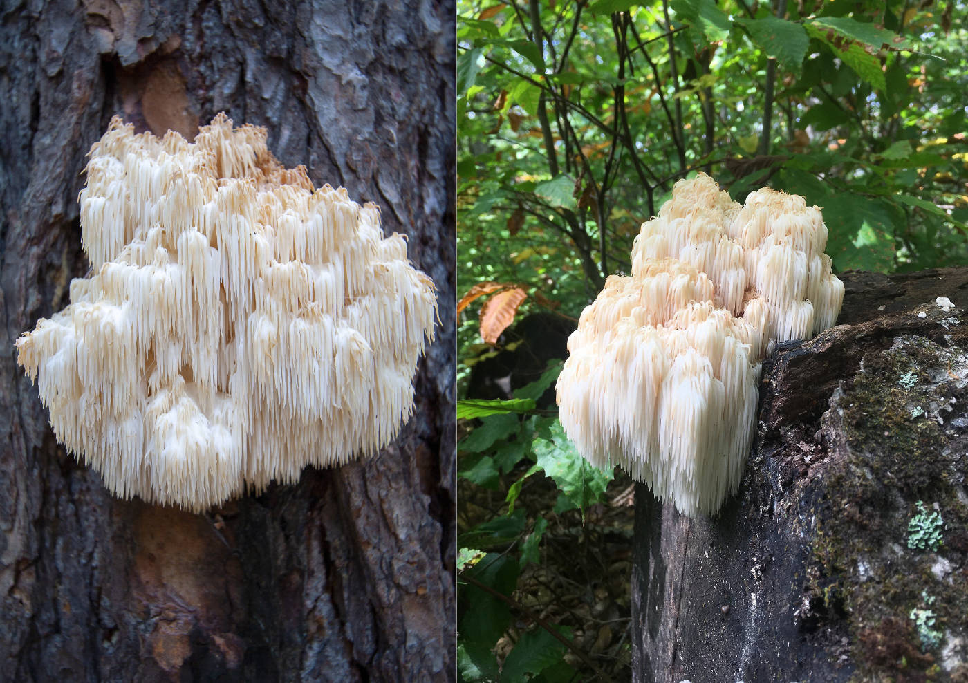 Two images of white mushrooms growing on tree trunks with a natural background.