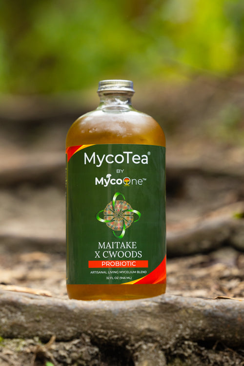 Maitake x CWoods MycoTea®