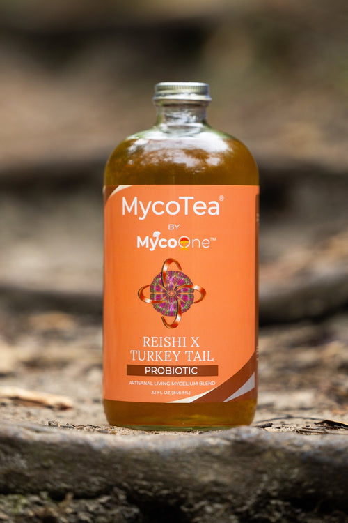 Reishi x Turkey Tail MycoTea® - MycoOne™